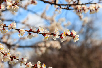 Canvas Print - White blossom of apricot tree at spring