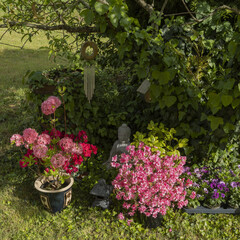Wall Mural - azalea japonica et mollis ‘homebush’