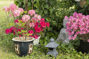 Wall Mural - azalea japonica et mollis ‘homebush’