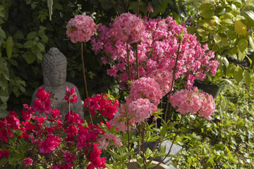 Sticker - Azalea japonica et mollis ‘Homebush’