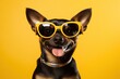 cute happy chihuahua in yellow sunglasses on a bright yellow background