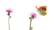 A Vibrant Pandora Butterfly Perched On A Purple Thistle Flower Against A White Background