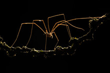 Silhouette Of A Spider Against A Dark Background