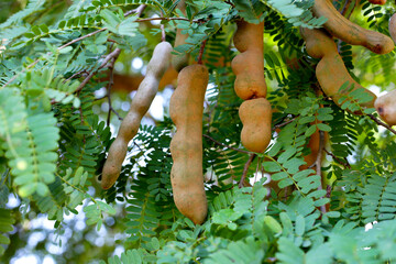 Sticker - Tamarind fruits with green leaves