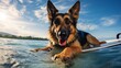 German shepherd dog playful surfing board on beach wallpaper