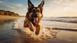German shepherd dog running on beach wave pictures AI Generated Art