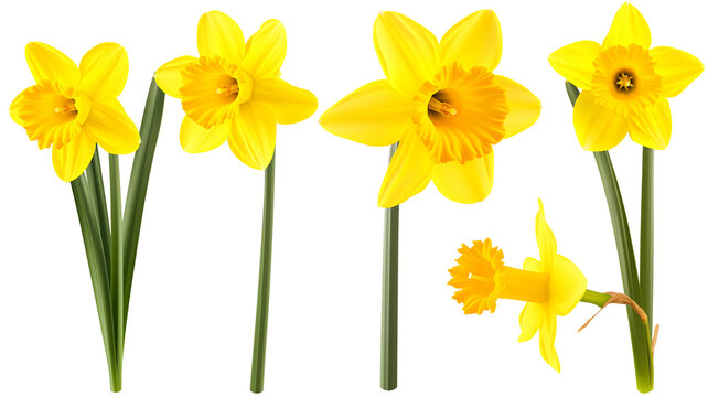 set of beautiful yellow daffodil flowers, isolated over a transparent background