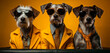 © ADDICTIVE STOCK - Generative AI illustration of three fashionable dogs in sunglasses and yellow jackets posing with serious demeanor against a yellow background