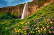 © imageBROKER - Waterfall with flower meadow at midnight sun, summer, Seljalandsfoss, South Iceland, Iceland, Europe