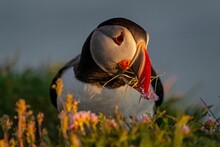 Puffin (Fratercula arctica) in a meadow with nesting material in the evening light, close-up, summer, Latrabjarg, Westfjords, Iceland, Europe