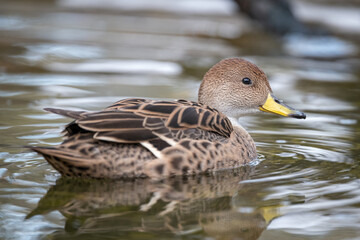 Canvas Print - A female duck swims on the surface.