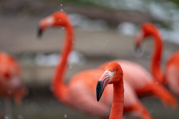 Wall Mural - Head of an adult red flamingo.