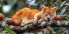 Sleeping Tree Kangaroo Resting On A Branch With Fruit
