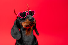 Dachshund Dog Wearing Heart-shaped Glasses With Shiny Masquerade Horns Looks Up With Superiority On Red Background Party Valentines Day, Halloween, Romantic Dates Pet Camouflage Wearing Sunglasses