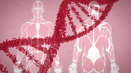 Poster - Animation of dna strand spinning and human body on red background