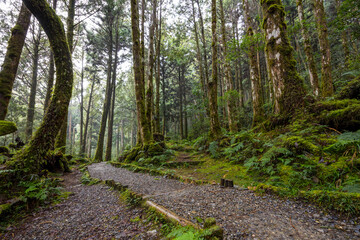 Wall Mural - Hiking trail in the forest