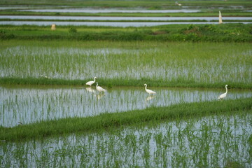 Cranes are looking for food in the middle of the rice fields