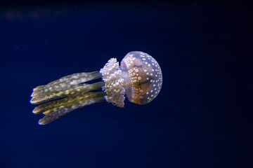 Spotted Jellyfish, swimming 