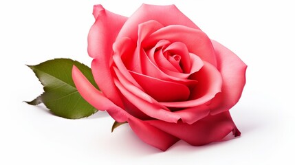 Poster - Fresh beautiful rose isolated on white background with clipping path isolated on white background,. Created using Generative AI Technology