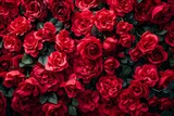Fototapeta Kwiaty - Red rose background.