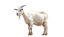 Goat Standing Up Isolated On A White Background