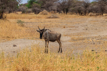 Poster - Blue wildebeest (Connochaetes taurinus) in Tarangire National Park, Tanzania