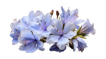 Chicory Flower On A Png Background