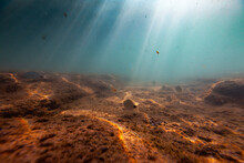 Underwater Ecosystem Nature Fish Uw Mediterranean Sea Bottom Beautiful