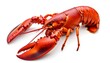 © thiraphon - A red lobster on a white background