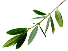 A Close Up Of A Branch With Leaves