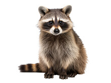 A Raccoon Sitting On A White Background