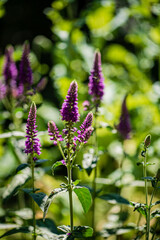 Sticker - veronica flowers in the garden