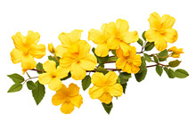 Top Side Closeup Macro View Of Yellow Flowers With Leaves, On A White Isolated Background PNG