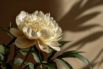Poster - A detailed view of a flower in a vase. Suitable for various uses