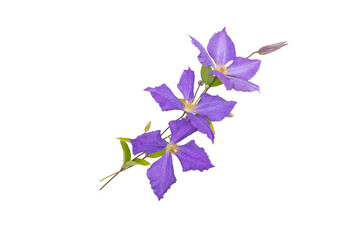 Wall Mural - Three purple flowers, leaves and buds bouquet isolated transparent png. Blue clematis Jackmanii garland floral arrangement.
Climber plant branch. Violet blooms with four petals.