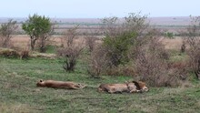 Lion Pair Taking A Nap At The Maasai Mara National Reserve In Kenya