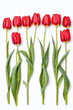 red tulips arranged in a row on a white background