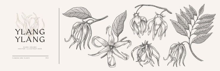 Set of flowers, buds and leaves of the ylang-ylang tree. Beautiful tropical plant in engraving style. Botanical vector illustration for floral design in perfumery and cosmetology.