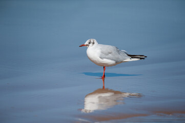 Poster - A black headed gull standing on the beach in a puddle of water