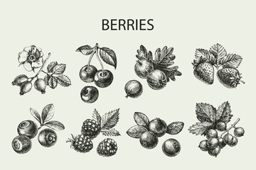 Wall Mural - Hand drawn vintage sketch berries set. Vector illustration of eco food