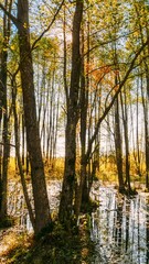 Canvas Print - Forest Trees Woods Standing In Flood Water After Autumn Rains. Beautiful autumn landscape TimeLapse Time-Lapse. Sun Shining During Sunny Sunset Evening.