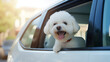 Happy Bichon Frise dog with his tongue hanging out leans out of a white car window. Travel with pets, The background is smooth.