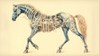 Illustration of the horse skeleton that is medically