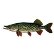Vintage biology illustration of a northern pike (Esox lucius)