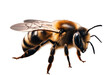 A stunning bee is flying isolated on transparent background macro incredible pollinator