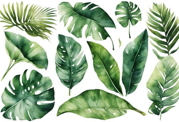  Set of watercolor tropical plant leaves on white