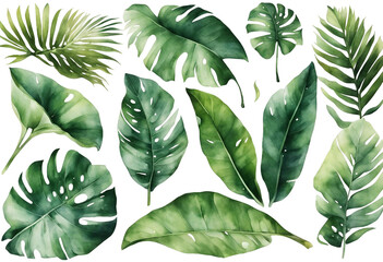 Fototapete - Set of watercolor tropical plant leaves on white