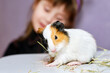 A little guinea pig eats hay, close-up. Cute baby girl playing with his pet.