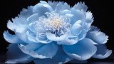 Fototapeta Kwiaty -  Beautiful Spectral light blue peony