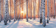 Winter sunset in the birch forest. Sunshine between white birch trunks in frosty weather